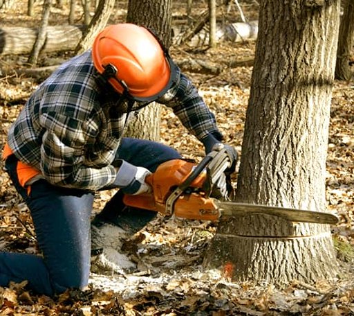 Tree Removal in Medinah, IL